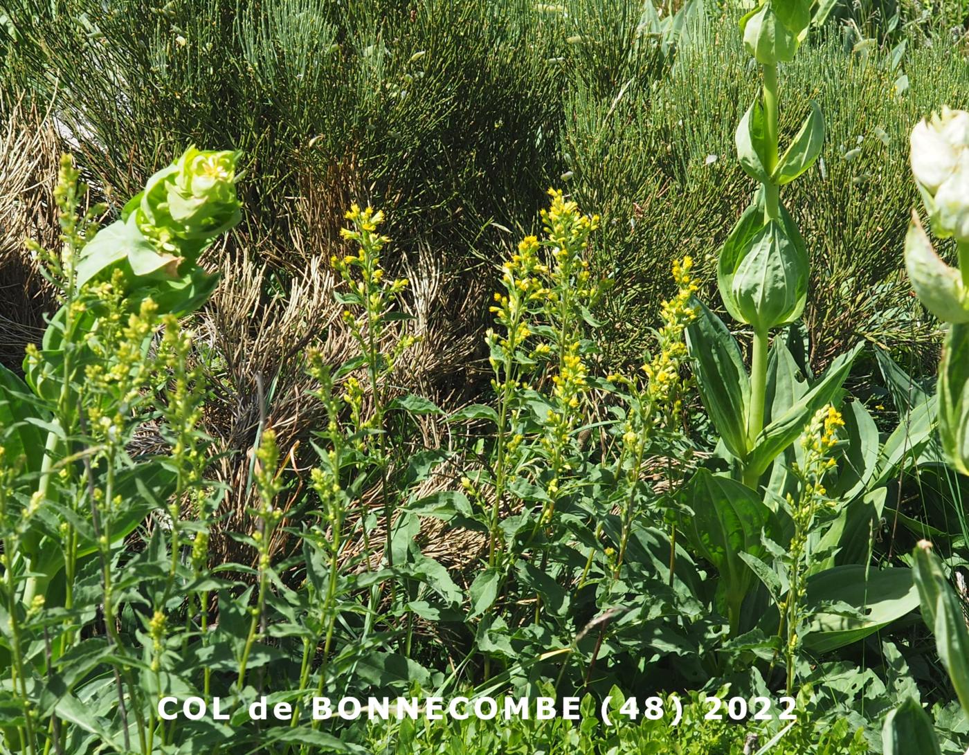 Ragwort, Broad-leaved plant